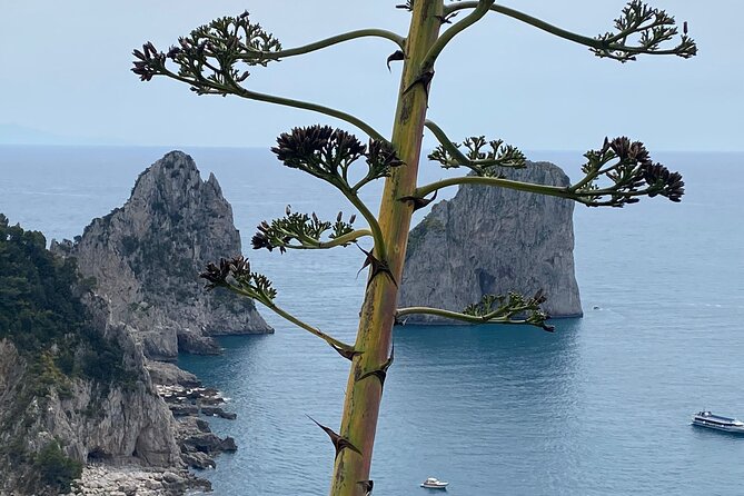 Capri Private Day Tour with Private Island Boat Tour from Rome - Price and Value: What You’re Paying For at $1,565.35 per Person