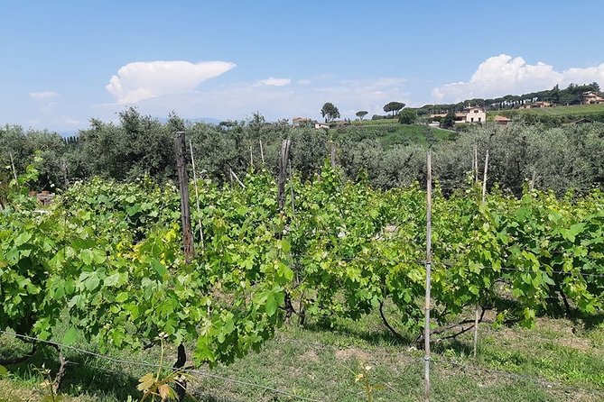 Castelli Romani wine Tour - Key things to know before you go