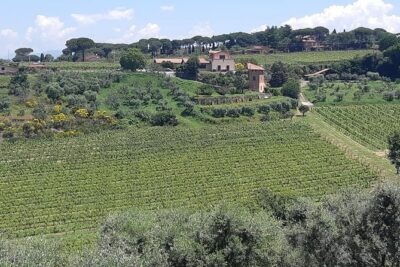Castelli Romani wine Tour - Castelli Romani: a Roman countryside day that feels grown-up