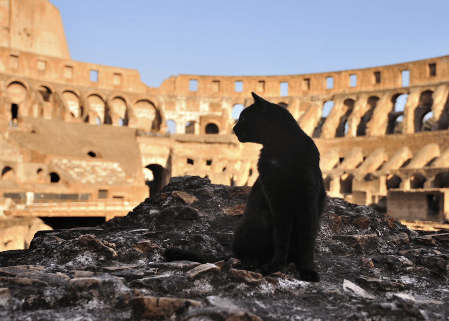 Colosseum, Roman Forum, Palatine Hill - the PRIVATE TOUR - Meeting at Arco di Costantino and Getting in Fast