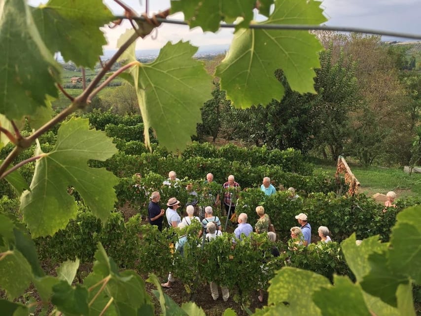 Frascati: 3-Hour Wine and Oil Tasting with Lunch/Dinner - Frascati in a Nutshell: Rome’s Wine Town in Lazio