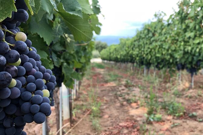 Frascati Day Tour: Road from Rome with Wine Tasting & Lunch - Old Frascati Vineyard: seven generations and WWII underground chambers