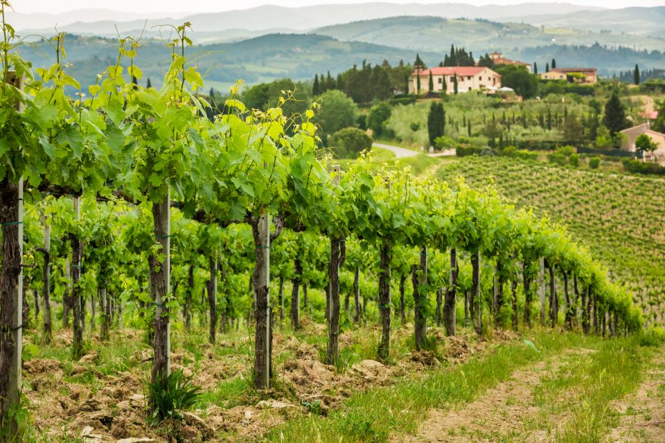 Frascati Private Tour w/ Lunch & Wine Tasting in a Vineyard - Why Frascati Works as a Day Trip from Rome