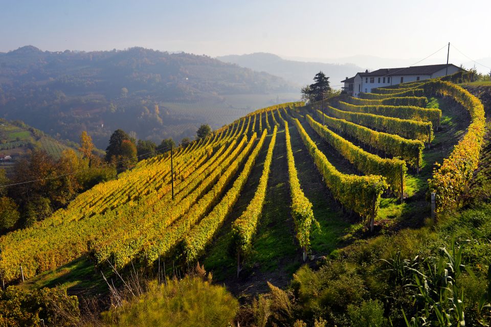 Frascati Private Tour w/ Lunch & Wine Tasting in a Vineyard - Price and Value: Is $279.81 per Person Fair?