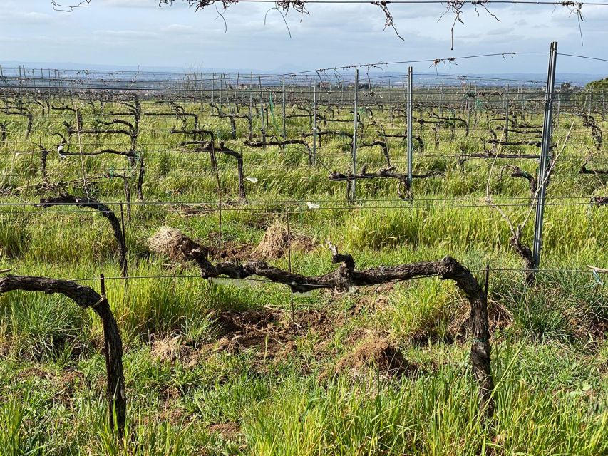 Frascati: Tour in E-Bike with Wine Tasting - Key points at a glance
