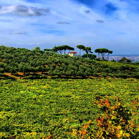 Frascati Wine Tasting Tour: The Flavors of the Roman Countryside - The cellar tasting: what to expect from the cave component