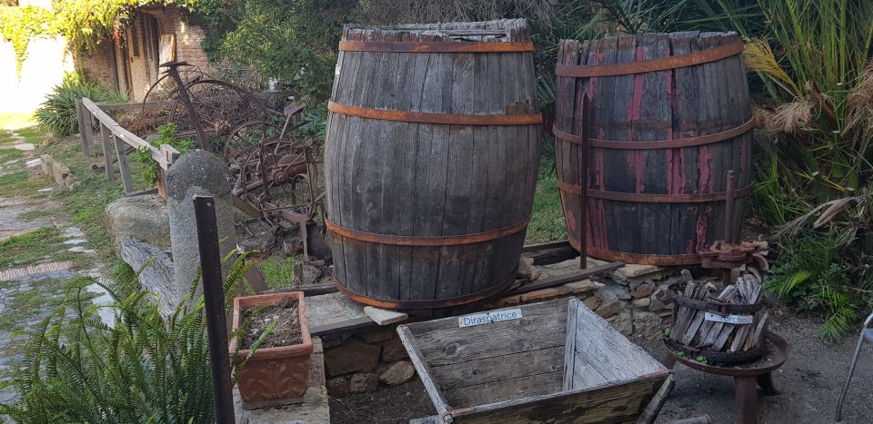 From Civitavecchia: Tuscany-Latium Wine Tour with Tastings - What the tasting lesson actually covers (and why it’s not fluff)