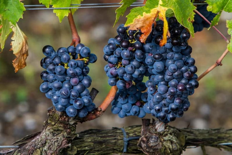 From Roma: Montepulciano and Montalcino, on the Wine Routes - Key things to know before you go