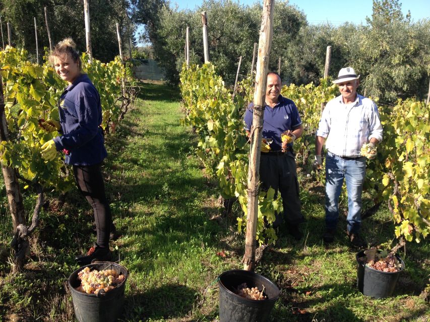 From Rome: Half-Day Frascati Wine Tour with Farmhouse Lunch - Key points worth planning around