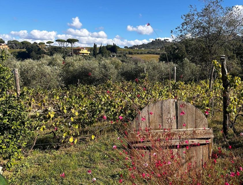 From Rome: Half-Day Frascati Wine Tour with Farmhouse Lunch - Walking Frascati’s old center: where the wine story starts