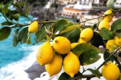 From Rome: Positano and Amalfi Coast Private Tour with Driver - Hotel Pickup and a Dedicated Driver: Your Day Runs on Your Terms