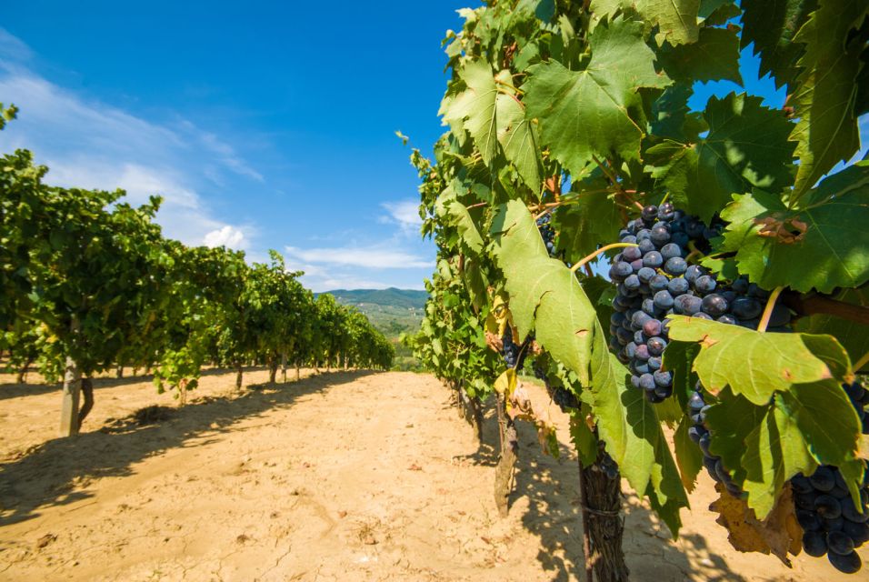 From Rome: Private Tuscany Day Trip - Wine Tasting at a Winery: A Great Add-On with Timing Rules