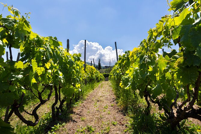 Guided Wine Tasting Experience in a Roman Vineyard - Key highlights that make this one worth your time