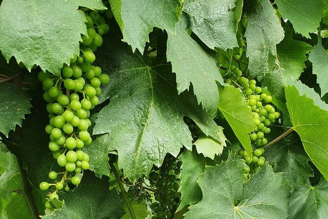 Guided Wine Tasting Experience in a Roman Vineyard - Price and value: is $58.71 fair for what you get?