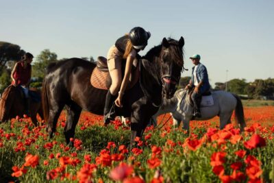 Horse Sanctuary in Rome - Getting There: Coffee Shop Meet-Up and Easy Shuttle