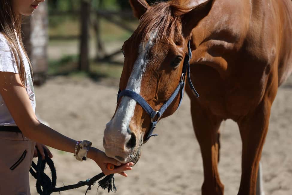 Horse Sanctuary in Rome - What to Pack: The Small Stuff That Keeps You Comfortable