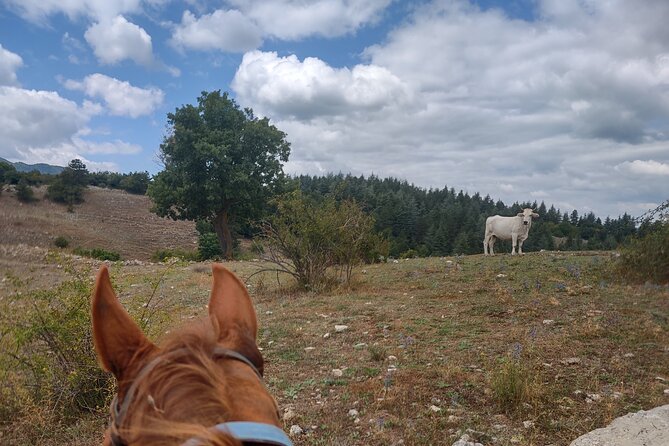Middle day out of Rome on Horseback with meals included - Private group time: why it changes the ride