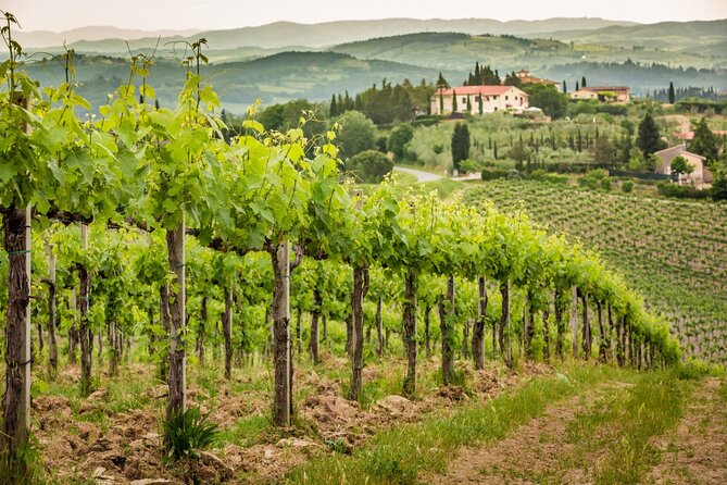Private Double Wine Tasting Tour in Frascati - Exclusive - Antiche Terre Tuscolane on Via Frascati Colonna: 3 Wines, One Dessert Surprise