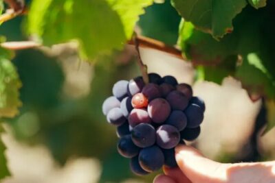 Private Double Wine Tasting Tour in Frascati - Exclusive - Riding Into Frascati’s Name-Sake Town Before the Winery