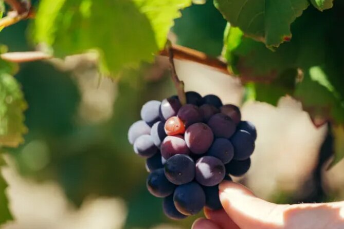 Private Double Wine Tasting Tour in Frascati - Exclusive - Riding Into Frascati’s Name-Sake Town Before the Winery