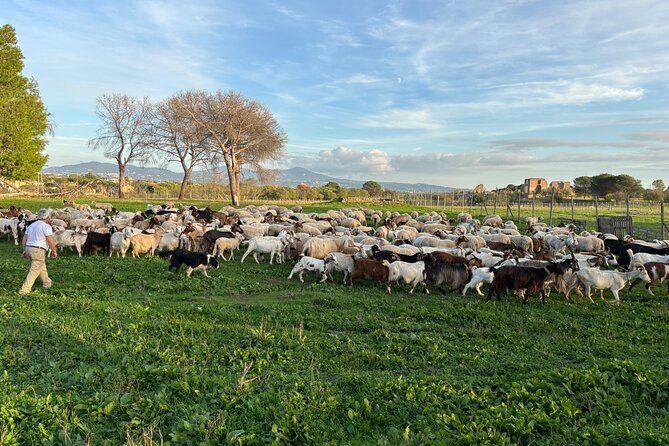 Private E-bike tour of Appian way, Aqueduct & catacombs with food - Circus of Maxentius and the Villa Maxentius Area