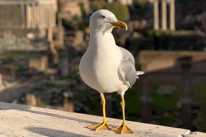 Private Full Day Rome Tour - Licensed Tour Guide, Executive Car - Trastevere lunch: family-run food time that doesn’t feel touristy