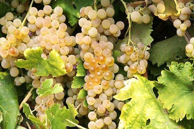 Private Orvieto Daytrip from Rome with Winery Visit - What’s Included vs. What You May Need to Pay Later