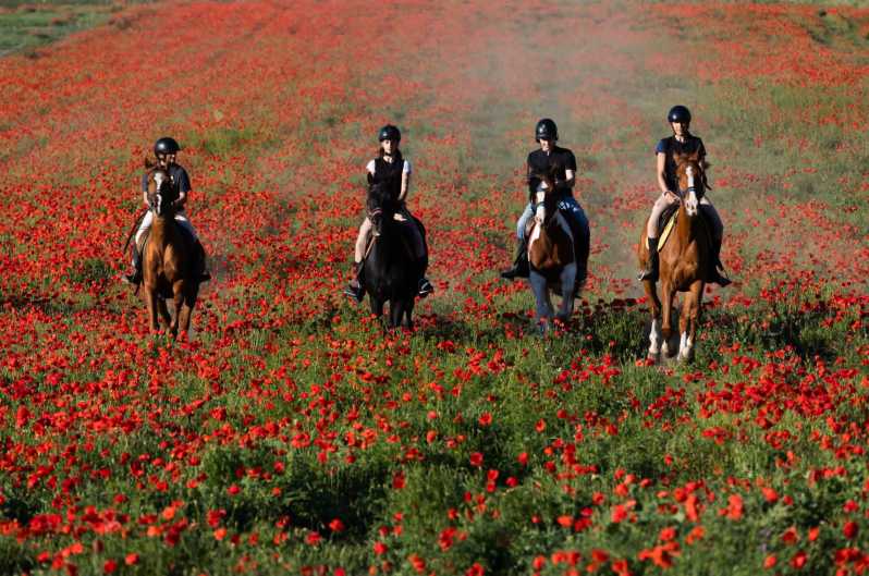 Ride in Rome with meal and wine included - Why this horse-and-ruins day in Rome works (and feels different)