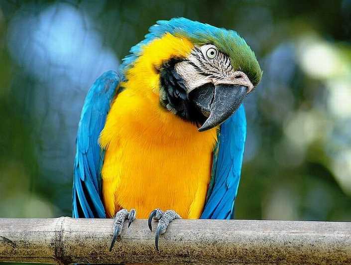 Rome: Bioparco di Roma Zoological Garden Entry Ticket - Your animal route: 1,200+ animals, five continents