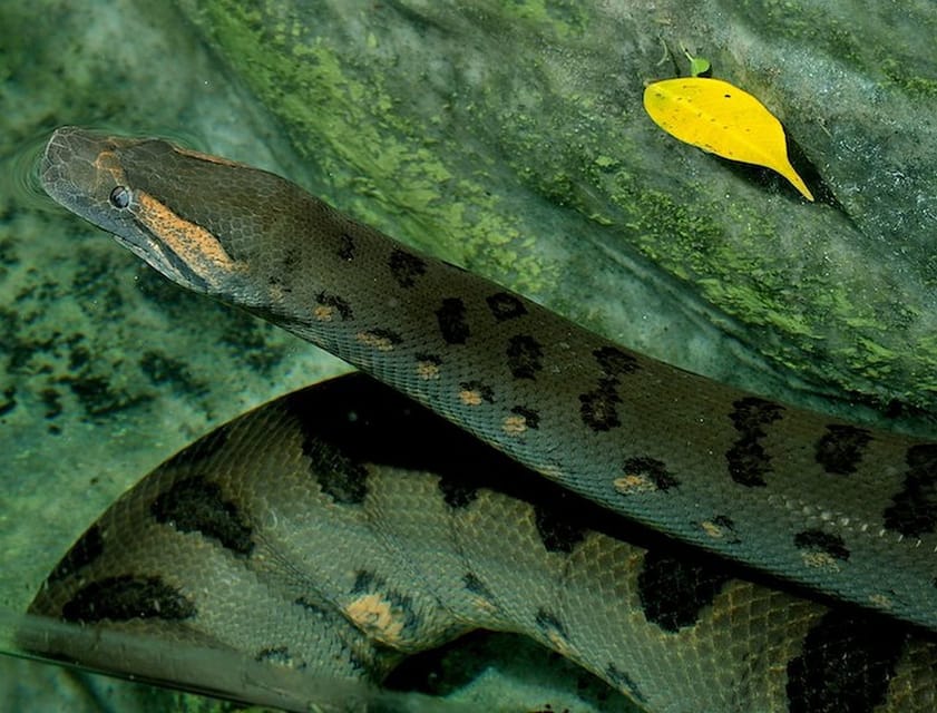 Rome: Bioparco di Roma Zoological Garden Entry Ticket - Reptile House first: iguanas, snakes, and lizard spotting