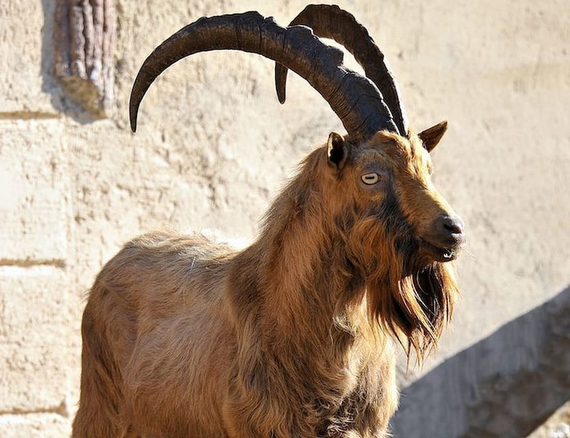 Rome: Bioparco di Roma Zoological Garden Entry Ticket - Conservation and education work you can actually feel