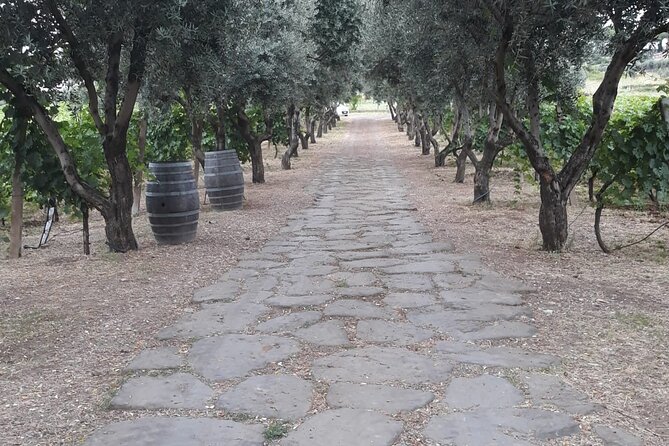 Rome Countryside Vineyards and Wine Tasting - Private Tour - Frascati at a glance: a focused day trip from Rome