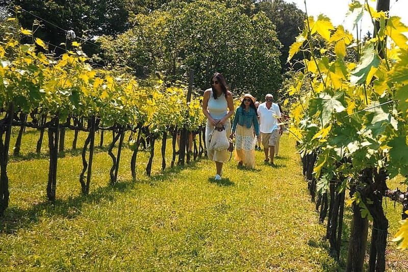 Rome Countryside: Wine Tasting Tour with Private Driver - The Frascati Vineyard and Cellar Tour (About 1.5 Hours)