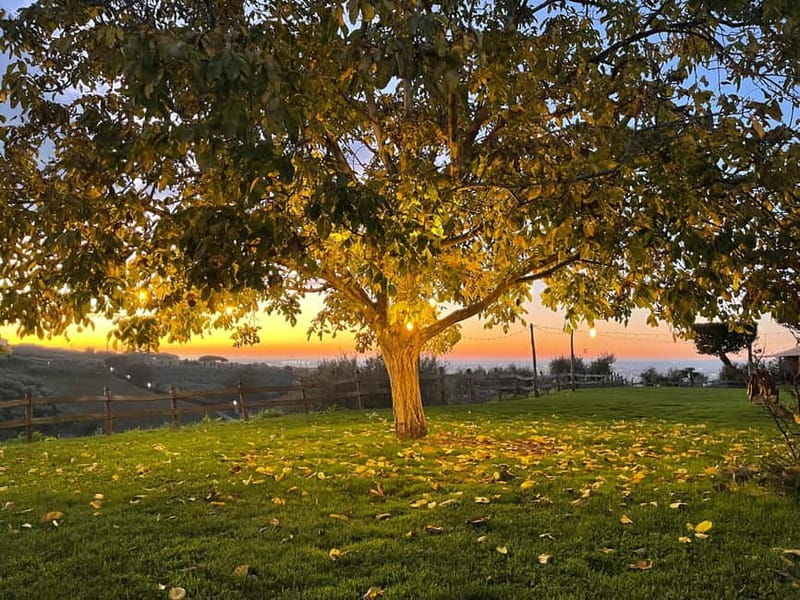 Rome Countryside: Wine Tasting Tour with Private Driver - How the 3-Hour Format Fits a Busy Rome Day
