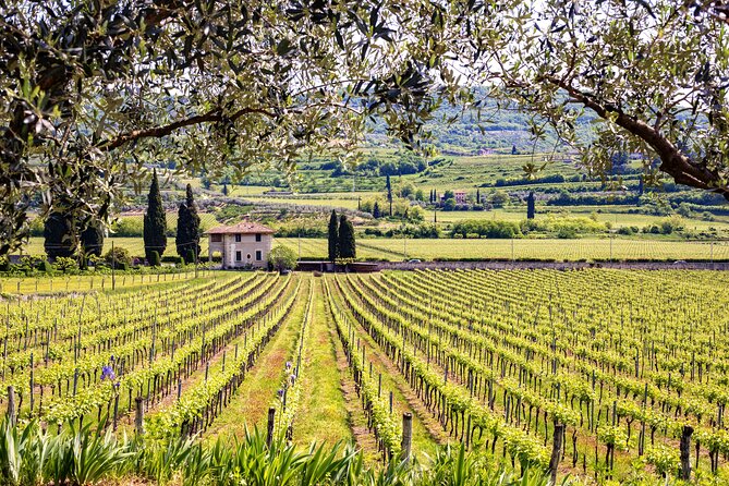 Rome: Frascati Private Day Trip - Town Tour, Lunch & Wine Tasting - Wine Tasting with Cheese and Bruschetta: What You Actually Get