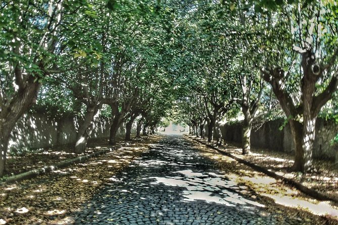 Rome: Frascati Vineyard Bike Tour with Train Tickets - Why this e-bike day works better than a DIY Rome countryside plan