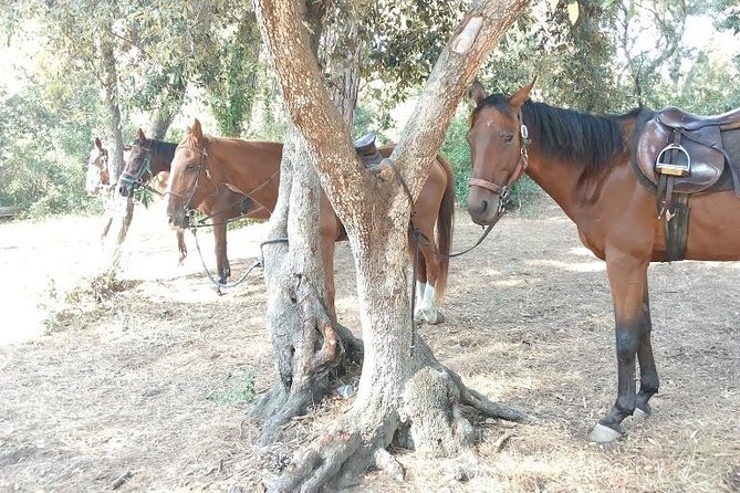 Rome : Horseback Riding with meals and wine included - Castle of Giulio II Coffee Stop: A Calm Finish to a Wild (Good) Day
