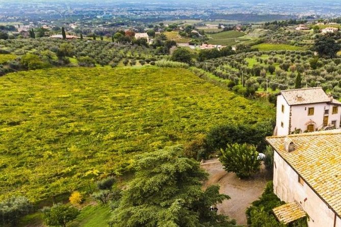 Rome: Wine Tour & Pizza Making Class in a Frascati's vineyard - 5 hours - Lunch: Eating Your Homemade Pizza in the Countryside