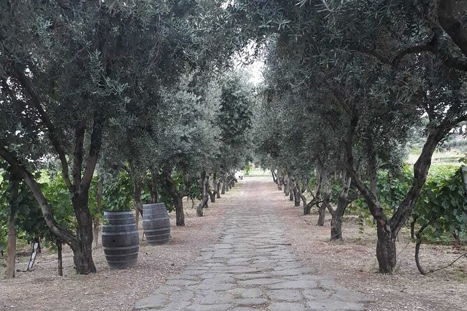 Rome: Wine Tour & Pizza Making Class in a Frascati's vineyard - 5 hours - Who This Tour Suits (and Who Might Skip It)