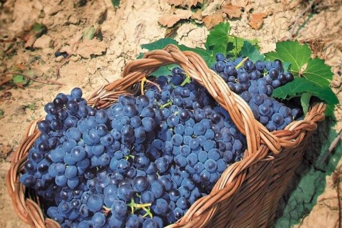 Rome's Vineyard Symphony: Countryside Winetasting Experience - Food pairings in an 18th-century setting: why it feels like value