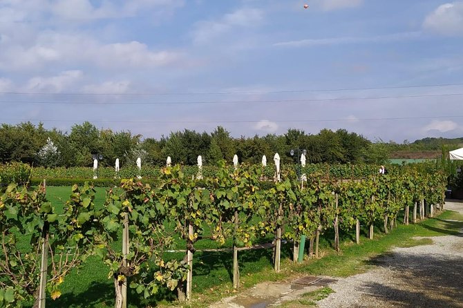 Siena and San Gimignano from Rome: Wine Tasting Tour in Tuscany - The Human Part: Guides and Drivers Make the Day Feel Easy