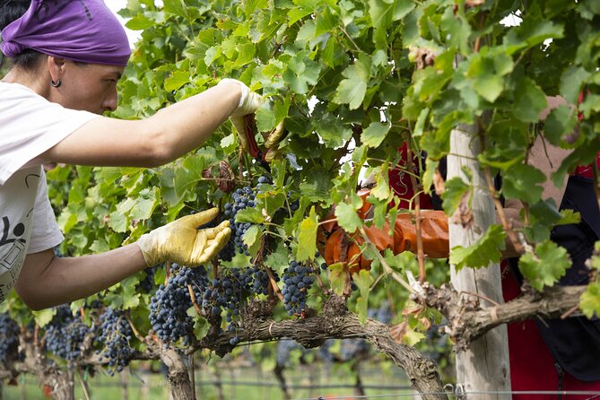 Small-Group Exclusive Winery and Wine Tasting Tour in Frascati - The tasting setup: four wines, red and white, plus local pairings