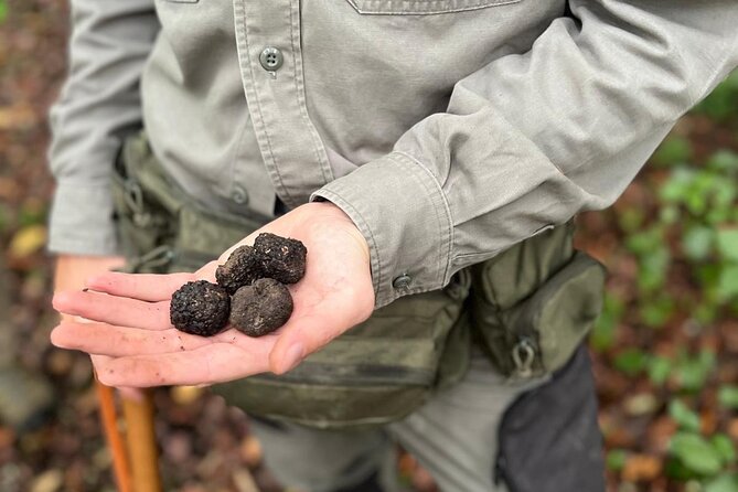 Truffle Hunting, Lunch & Cooking Class in Rome's Countryside - What “truffle hunting” really means here with a Lagotto Romagnolo