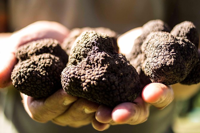 Truffle hunting near Rome with 7-course lunch - A Rome Truffle Hunt That Starts With Dogs, Not Fancy Theory
