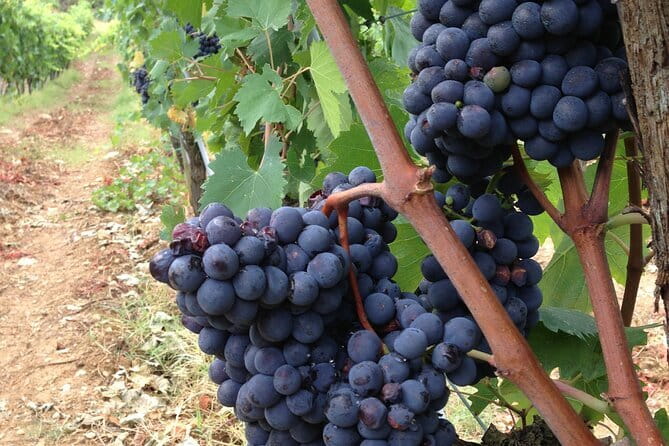 Tuscany Wine Tour: 2 Wineries & San Gimignano from Rome - Rome to Florence by High-Speed Train (and Why It Matters)