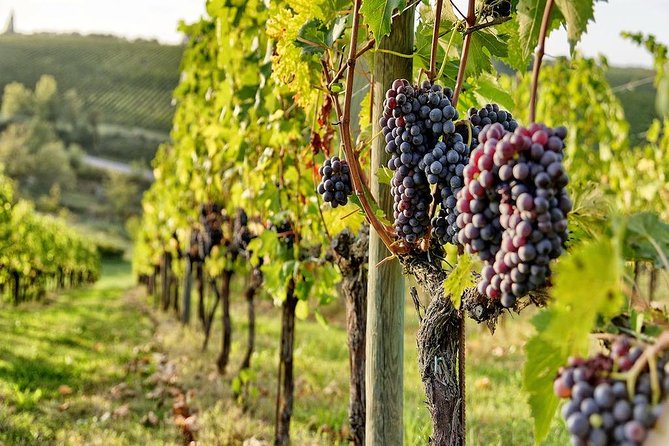 Tuscany Wine Tour from Rome with Private Driver - Who should book this Tuscany private wine tour from Rome