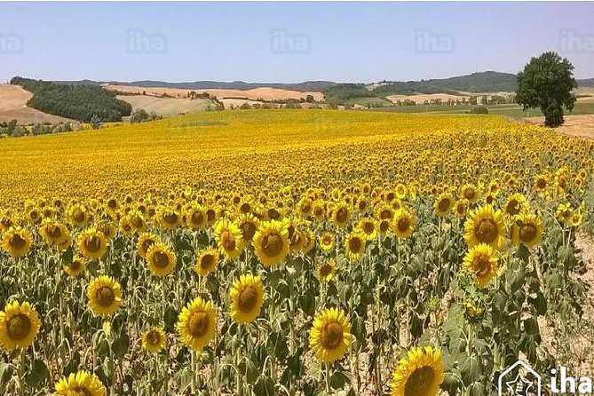 Under the Tuscan Sun Tour from Rome-Cortona & Montepulciano 1 day - The Driver Factor: Why Private Feels Different Here