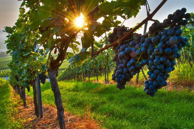 Wine Tasting in Frascati from Rome - Getting From Rome to Frascati Without Wasting Your Day