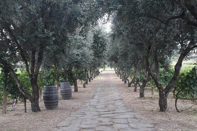 Wine Tasting in Frascati from Rome - Should You Book This Frascati Wine Tasting From Rome?