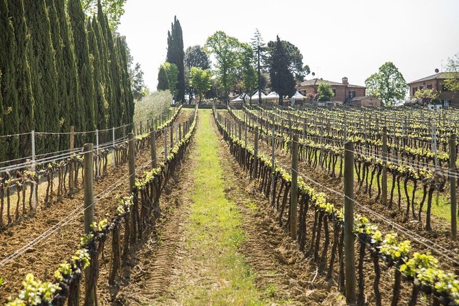 Wine tasting in Montepulciano and visit to Pienza, in Tuscany from Rome - Key highlights worth your attention